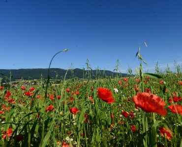 Mohnblüte Germerode_2