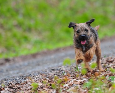 TIERE