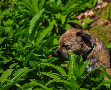 TIERE